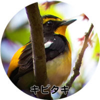キビタキ