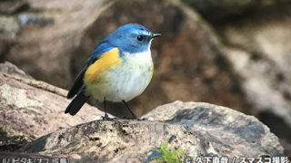 たかお君　ステンドグラス　カワセミ　ルリビタキ　野鳥　バードウォッチング たかお君様専用 ステンドグラス カワセミ ルリビタキ 野鳥