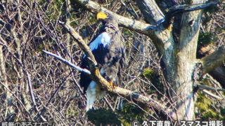 湖北の水鳥と猛禽類を楽しむのレポート 後編 | 初心者でも安心
