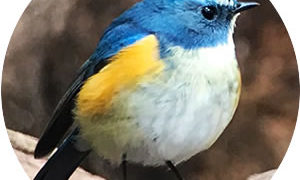 Tarsiger_cyanurus-01-300x180.jpg