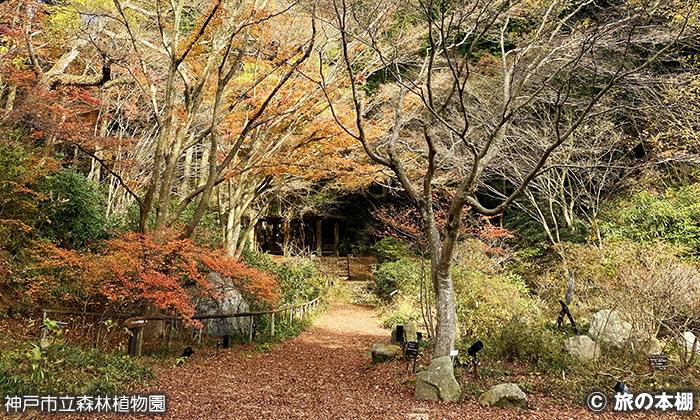神戸市立森林植物園へ行ってみた