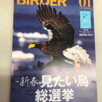 BIRDER1号 「新春 見たい鳥総選挙」