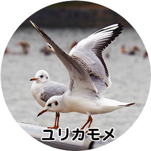 バードウォッチング基礎知識　鳥の渡り