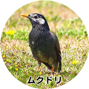 ムクドリ サイズの鳥