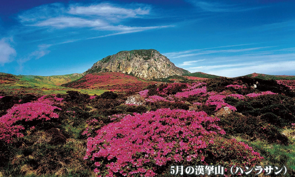 韓国最高峰 漢拏山（1935ｍ）登頂と世界遺産・済州島