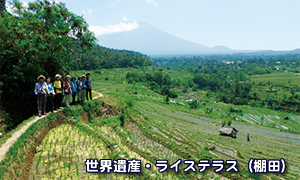 バリ州の文化的景観 ライステラス