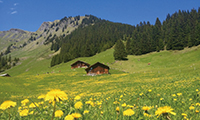 スイスの高山植物と鉄道を楽しむ旅 スイスアルプス フラワーハイキング