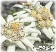 エーデルワイス